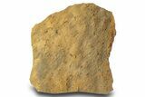 Cruziana (Fossil Trilobite Trackway) Plate - Oklahoma #301913-1